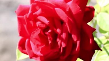 Bud parlak sarı kırmızı dekoratif şenlikli çiçek gül