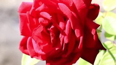 Bud parlak sarı kırmızı dekoratif şenlikli çiçek gül