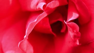 Bud parlak sarı kırmızı dekoratif şenlikli çiçek gül