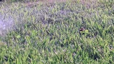 çim çimen bir güçlü su jeti ile sulama