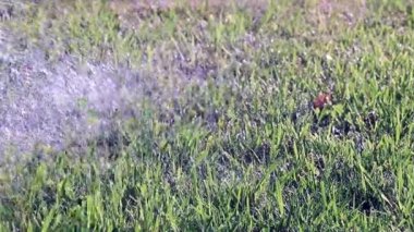 çim çimen bir güçlü su jeti ile sulama