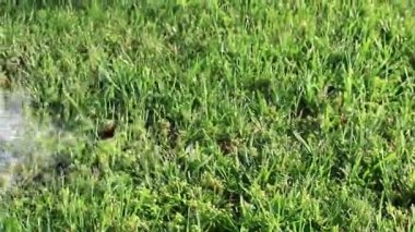 çim çimen bir güçlü su jeti ile sulama