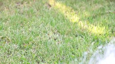 çim çimen bir güçlü su jeti ile sulama