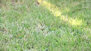 çim çimen bir güçlü su jeti ile sulama