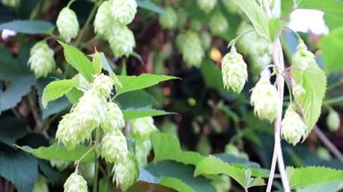 Bir mavi yaz gökyüzü arka plan üzerinde taze filiz vuruyor