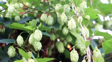 Bir mavi yaz gökyüzü arka plan üzerinde taze filiz vuruyor