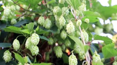 Bir mavi yaz gökyüzü arka plan üzerinde taze filiz vuruyor