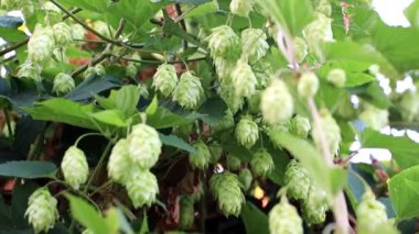 Bir mavi yaz gökyüzü arka plan üzerinde taze filiz vuruyor