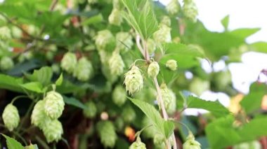 Bir mavi yaz gökyüzü arka plan üzerinde taze filiz vuruyor