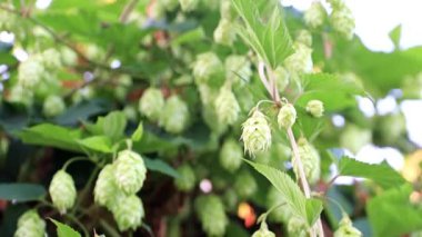 Bir mavi yaz gökyüzü arka plan üzerinde taze filiz vuruyor