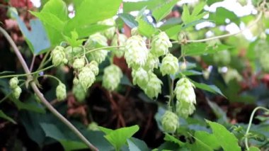 Bir mavi yaz gökyüzü arka plan üzerinde taze filiz vuruyor