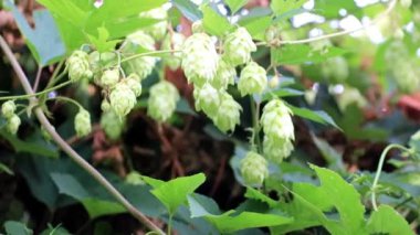 Bir mavi yaz gökyüzü arka plan üzerinde taze filiz vuruyor