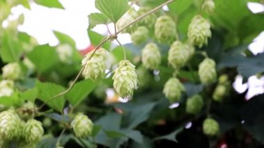 Bir mavi yaz gökyüzü arka plan üzerinde taze filiz vuruyor