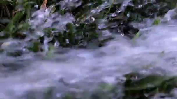 Chorro Agua Limpia Césped Hierba Verde — Vídeos de Stock
