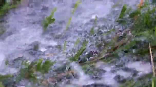 Płynący Strumień Czystej Wody Zielona Trawa Trawnik — Wideo stockowe