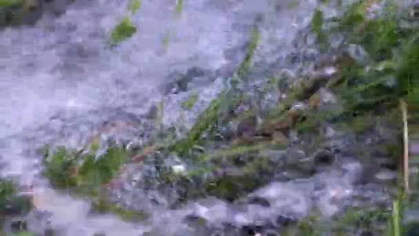 Flowing Stream Clean Water Green Grass Lawn — Stock Video