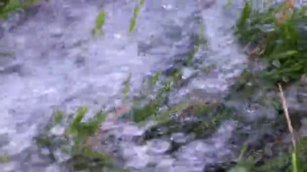 Chorro Agua Limpia Césped Hierba Verde — Vídeo de stock