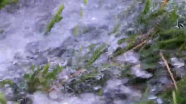 Fluxo Fluindo Água Limpa Gramado Grama Verde — Vídeo de Stock