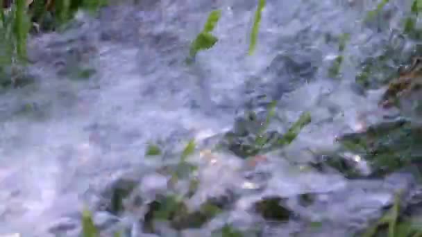 Flowing Stream Clean Water Green Grass Lawn — Stock Video