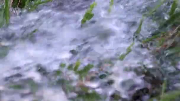 Ένα Ρέοντας Ρεύμα Καθαρό Νερό Και Πράσινο Γρασίδι — Αρχείο Βίντεο