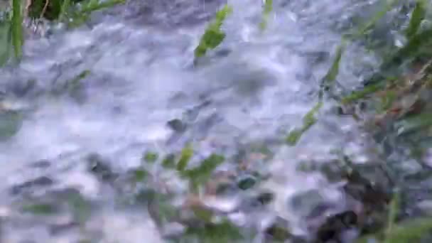 Chorro Agua Limpia Césped Hierba Verde — Vídeo de stock