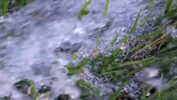 一条流动的清水和一条绿色的草地 — 图库视频影像
