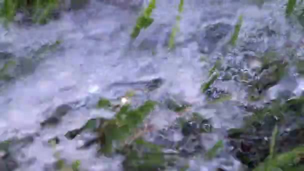 Flusso Acqua Pulita Prato Erboso Verde — Video Stock