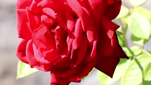 Bud Helder Gele Crimson Steeg Als Decoratieve Feestelijke Bloem — Stockvideo