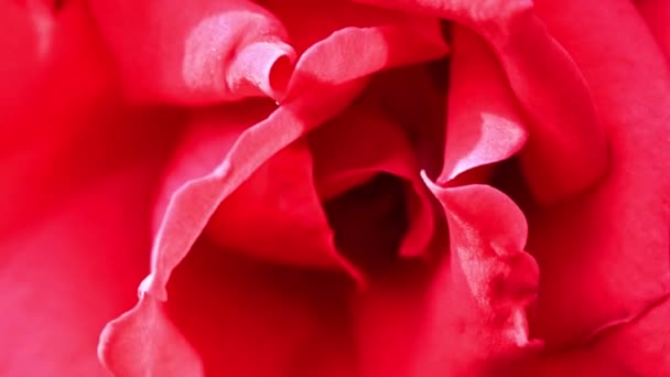 Botão Rosa Carmesim Amarelo Brilhante Como Flor Festiva Decorativa — Vídeo de Stock