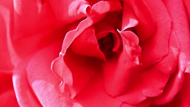 Bud Bright Yellow Crimson Rose Decorative Festive Flower — Stock Video