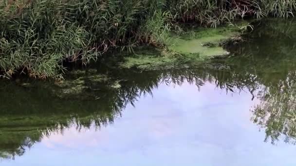 Отражение Облачного Неба Спокойной Водной Поверхности — стоковое видео