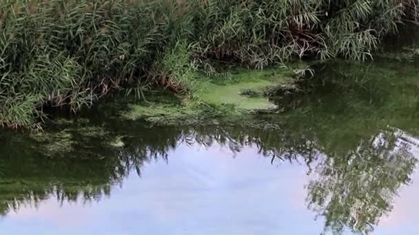 Reflexion Eines Bewölkten Himmels Einer Ruhigen Wasseroberfläche — Stockvideo