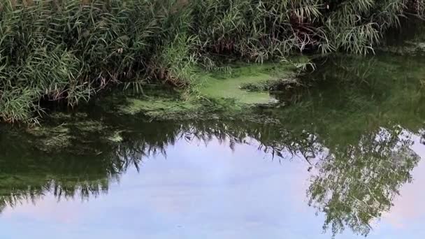 Відображення Хмарного Неба Поверхні Спокійної Води — стокове відео