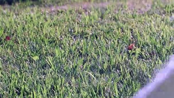 Drenken Gazon Gras Met Een Krachtige Waterstraal — Stockvideo