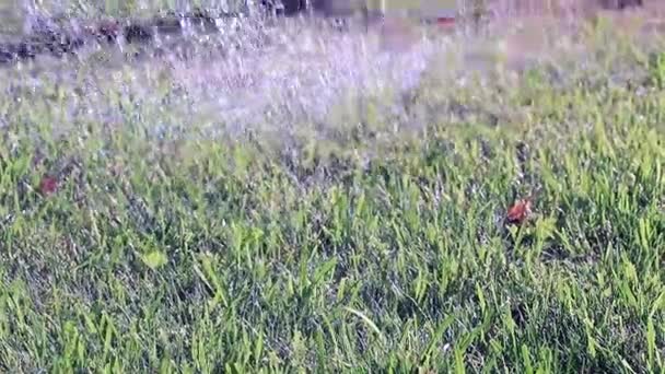 Drenken Gazon Gras Met Een Krachtige Waterstraal — Stockvideo