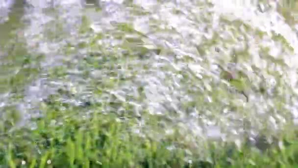 Drenken Gazon Gras Met Een Krachtige Waterstraal — Stockvideo