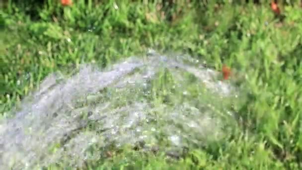 Riego Césped Hierba Con Fuerte Chorro Agua — Vídeos de Stock