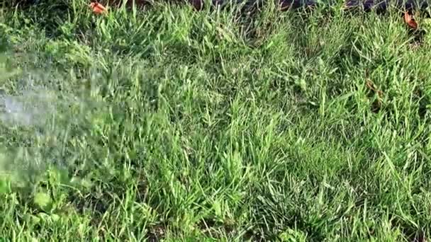 Arrosage Herbe Pelouse Avec Jet Eau Fort — Video