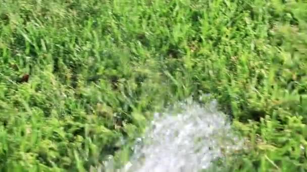 Rega Grama Gramado Com Forte Jato Água — Vídeo de Stock