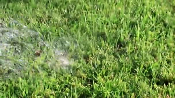 Arrosage Herbe Pelouse Avec Jet Eau Fort — Video