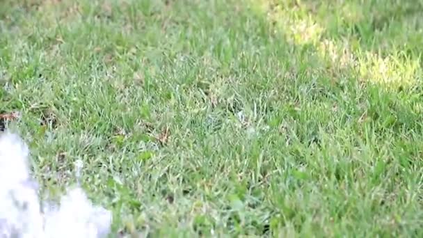 arrosage herbe de pelouse avec un jet d'eau fort 