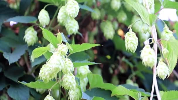 Fresh Sprout Shoots Blue Summer Sky Background — Stock Video