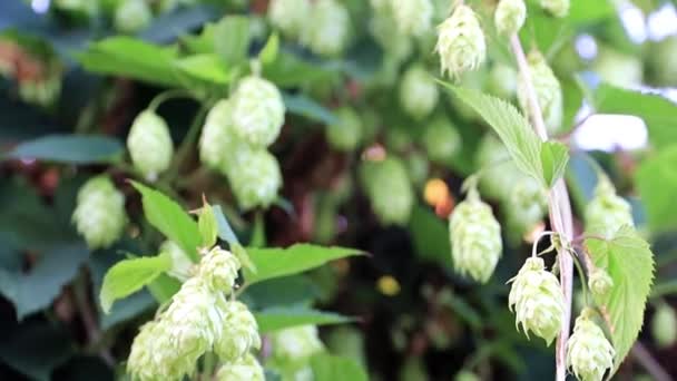 Verse Spruit Schiet Een Achtergrond Van Hemel Blauwe Zomer — Stockvideo