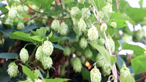 Fresh Sprout Shoots Blue Summer Sky Background — Stock Video