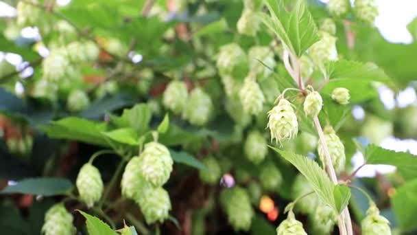 Färsk Sprout Skjuter Blå Sommar Himmel Bakgrund — Stockvideo