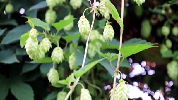 Verse Spruit Schiet Een Achtergrond Van Hemel Blauwe Zomer — Stockvideo