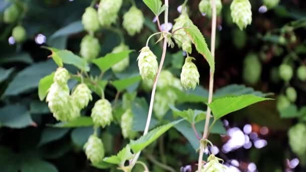 Verse Spruit Schiet Een Achtergrond Van Hemel Blauwe Zomer — Stockvideo