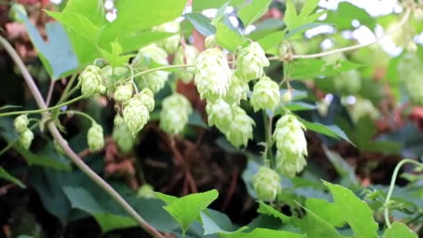 Frische Triebe Auf Blauem Sommerhimmel — Stockvideo