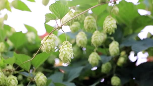 Fresh Sprout Shoots Blue Summer Sky Background — Stock Video