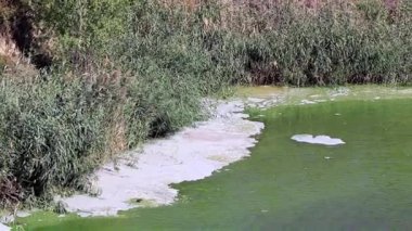 bakteriyel enfeksiyon baraj gölünün yüzeyinde kimyasal elementler dan köpük
